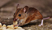 24 Hour & Emergency Exterminators in Lakeshore Learning, CA